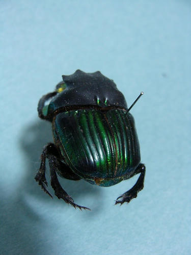 DSC01013.jpg