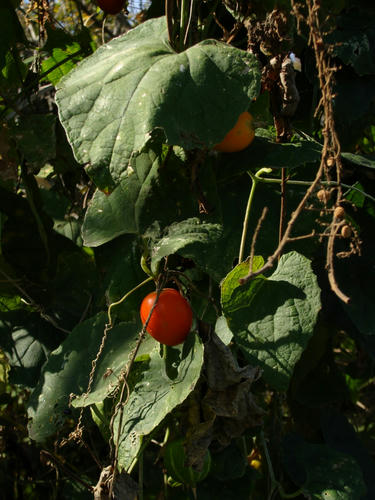 DSC02884.jpg