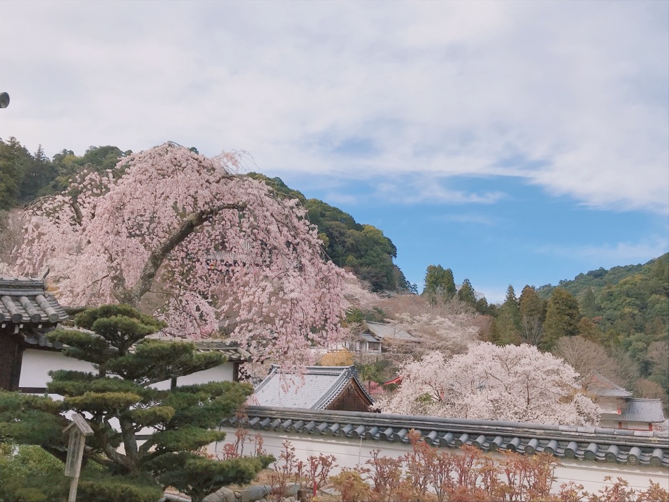 長谷寺 桜