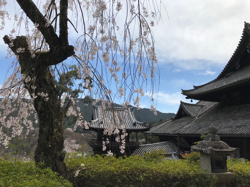 長谷寺 桜