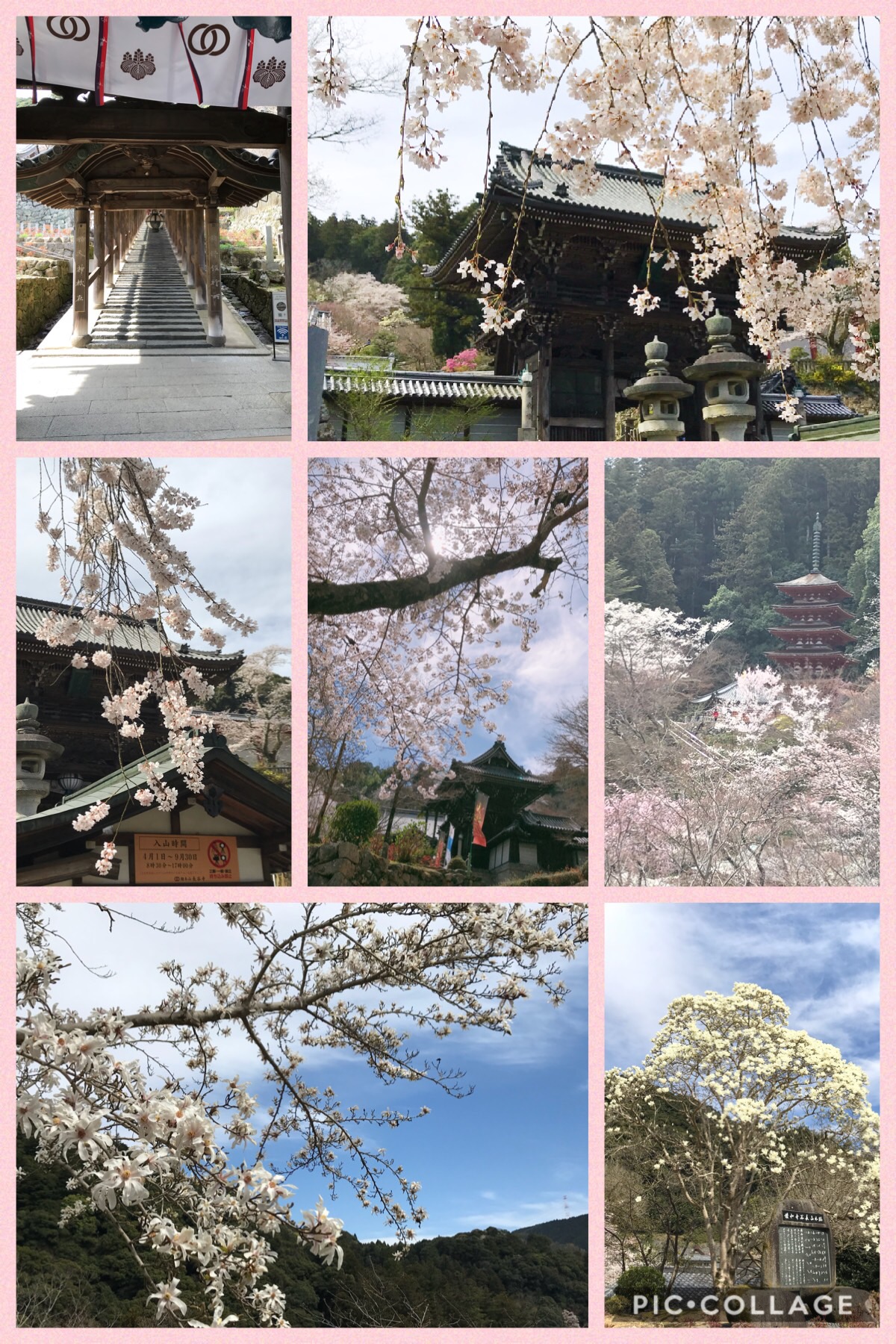 長谷寺 桜