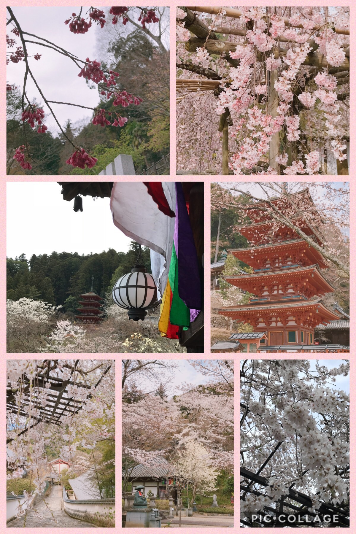 長谷寺 桜