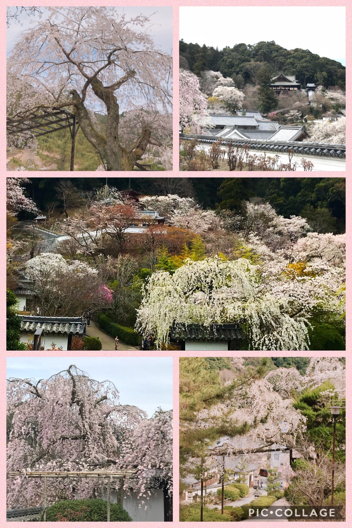 長谷寺 桜