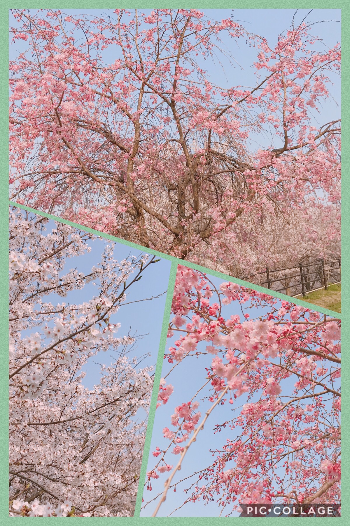 2019 桜