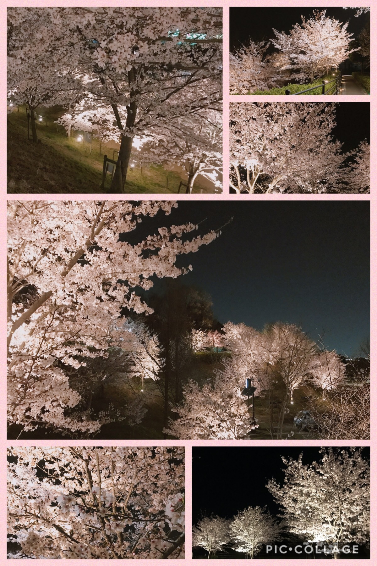 2019 桜