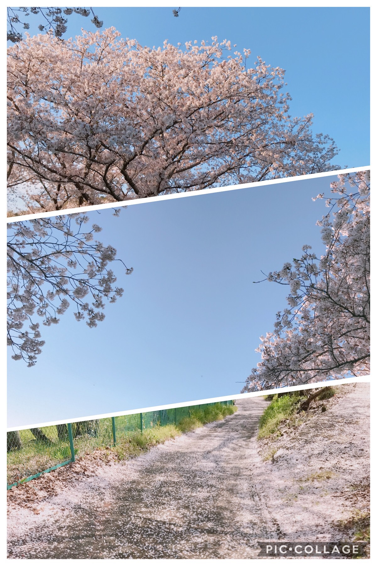 葡萄棚近くの桜