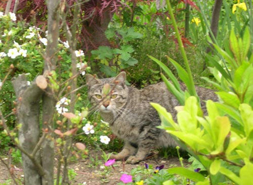 ねこ