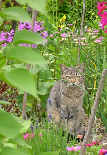 ねこ2