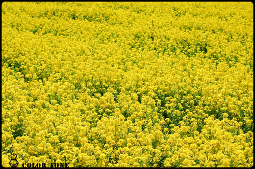 菜の花畑