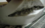 DSC03946.JPG