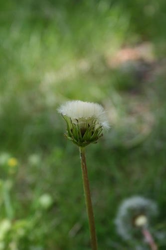 花１