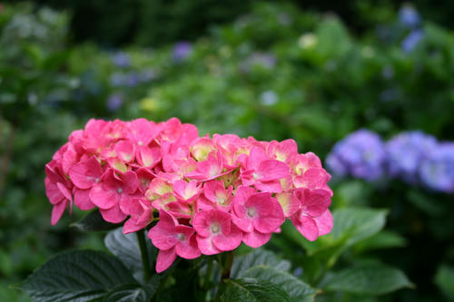 紫陽花
