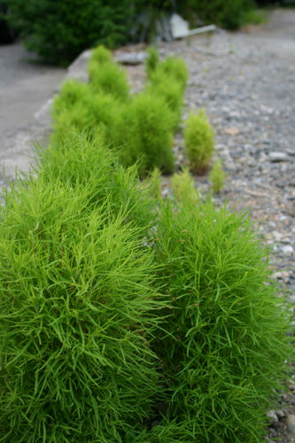 草