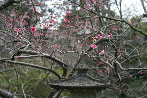 紅梅