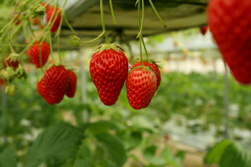 Strawberry