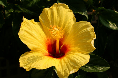 夏の花