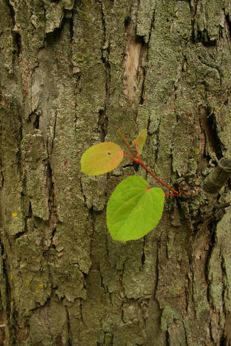 leaf