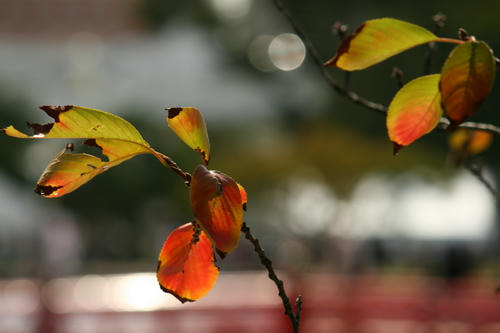 紅葉