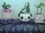 植物