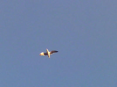 2009032917240000.jpg