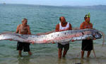 oarfish.jpg