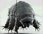 Tardigrada.jpg