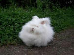 0212angora4-300x225s.jpg
