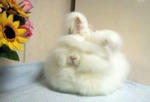 0212angora2-300x205s.jpg