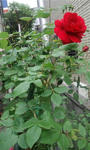 CA3H0203.JPG