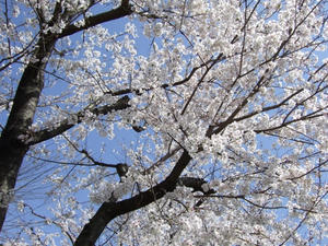 20080401_134923.jpg