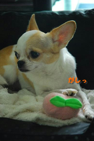 DSC_4044.JPG
