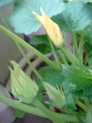 DSC01436.JPG