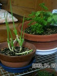 20080423.jpg