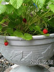 2008051902.jpg