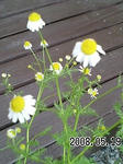 2008051905.jpg