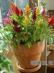 2008062107.jpg