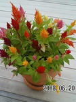 2008062106.jpg
