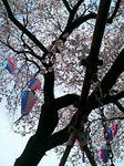 2009041702.jpg
