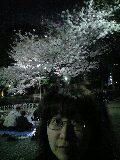 夜桜