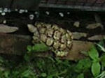 kame080607.JPG