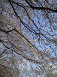 CA390385.jpg