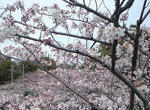 090405.jpg