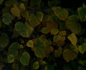 200811171642000.jpg