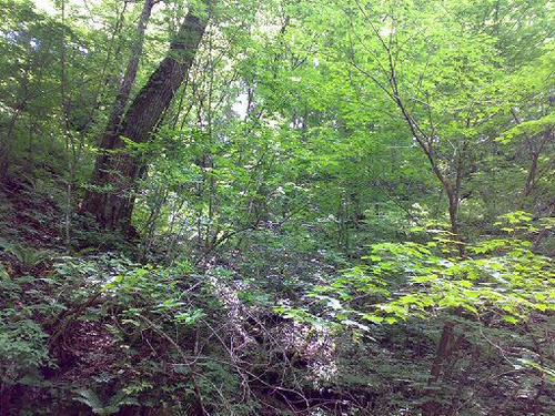 20090628.jpg