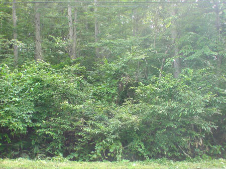 DSC00407.jpg