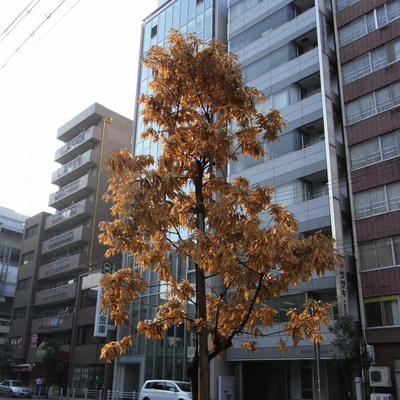 RIMG0015.jpg