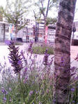 K3200031-1.JPG