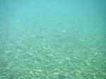 IMGP4391a.jpg