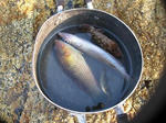 fish.jpeg