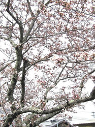 20120410b.jpg